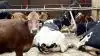 Ryks årsberetning viser, at den gennemsnitlige ydelse er steget med 157 kilo mælk, så en dansk ko nu i gennemsnit yder 10.660 kilo EKM. Artikfoto