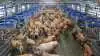 Verdens største batch milking set up med 24 DeLaval VMS V310 blev taget i brug i maj hos Lønholm Agro i Sønderjylland. Fotos: DeLaval