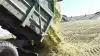 Som biomasse er majs et vigtigt råstof i produktionen af biogas. Og produktionen af biogas har været stærkt opadgående de seneste år. 