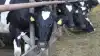 Køerne på Kyvsgaard kvitterer for den stabile fodring med 11.500 kg EKM.