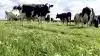 »Feed no food«-tilgangen giver græsmarken – og dermed også koen – større betydning i klimakampen. Arkivfoto