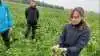 Annette Vibeke Vestergaard viste Carbon Farm-forsøgsparcellerne frem.