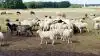 Mens Danmarks Naturfredningsforening herhjemme har opfordret befolkningen til at byde ulven velkommen i naturen, går DN’s søsterorganisation i Tyskland, NABU, ind for en regulering. Det gør de, blandt andet fordi en fåreavler flere gange har lidt tab, efter at en ulv har forceret, hvad man kalder et ulvesikkert hegn. Arkivfoto: Henrik Sieben