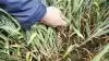 - Som bekendt er der i udlandet fundet resistens hos Septoria mod de såkaldte SDHI-svampemidler. I Danmark er der indtil videre kun fundet tre isolater af Septoria med en mutation, som giver resistens mod Septoria, oplyser Hans Jørgen Bak, AgriAdvice.
