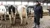 Kvægdyrlæge Troels Løwig Larsen fra Boehringer Ingelheim viser her en ko frem, som blev afgoldet med en ydelse på 40 kg mælk to døgn tidligere. De to patroners virkning viser sig allerede ved, at koen er gold langt hurtigere uden komplikationer, og den slipper for at blive malket en utidig ekstra gang.