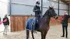 Snoren til en ny ridehal klippes naturligvis fra hesteryg, som Ida Lone Jensen gjorde ved den officielle indvielse af ridehal nummer to på Ladelund Efterskole.