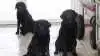 Den hunderace, der blev tegnet flest nye forsikringer på hos Agria Dyreforsikring i 2023, er labrador retriever. Arkivfoto: Camilla Bønløkke
