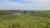 Over tid udvikler områder sig med ekstensiv helårsgræsning. Her er området under udvikling fra en tilgroning med tagrør og rørgræs til en mere artsrig og lavere vegetation.
