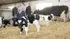Tre levendefødte kviekalve var resultatet efter en ko ved Kirsten og Bjørn Borup, Nibe, havde kælvet en morgen Bjørn kom ud i stalden. En speciel oplevelse for både Kirsten og Bjørn, samt parrets tre børn; Astrid 7 år, Aksel 5 år og Andreas på 2 år.