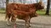 Foto: Dansk Limousine Forening