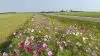 Via LMO og SLF kan man få sået blomster på sine markarealer. Arkivfoto