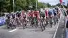 Der skal være udsigt til blomster, når rytterne i 2021 skal køre Tour de France i Sønderjylland, hvis det står til LandboSyd. Foto: Colourbox