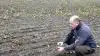 En kraftig efterafgrøde af olieræddike og honningurt, som er omharvet i efteråret. - De nyspirede rodknolde får en glyphosat-sprøjtning snarest, fortæller i torsdags driftsleder Ulrich Hansen på Løvenborg Gods på Vestsjælland. Foto: Jørgen P. Jensen