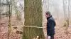 - For løvtræ er efterspørgslen er steget en del, siger Rune Bukkehave ved en formentlig omkring 150 år gammel eg med en diameter på godt 85 cm i brysthøjde.