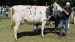 Bedste yngre Holstein og bedste yver: 39447-03699 Yolo-datter fra John Korsgaard Klit, Fjerritslev