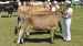 Bedste Jerseykvie:  31346-04306 VJ Grizly-datter fra Marcel Nienhuis, Nibe