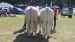 Bedste kødkvægspar: Charolais-par fra Jan Larsen, Øster Assels