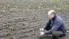 En kraftig efterafgrøde af olieræddike og honningurt, som er omharvet i efteråret. – De nyspirede rodknolde får en glyphosat-sprøjtning snarest, fortæller driftsleder Ulrich Hansen på Løvenborg gods på Vestsjælland. Foto: Jørgen P. Jensen.