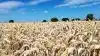 BASF får det nye svampemiddel Revysol til kornafgrøder godkendt i Europa – et middel firmaet tror vil løfte udbytterne. Arkivfoto