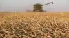 Foto Agrofoto: Kraftig lejesæd nedsætter tærske kapaciteten og kvaliteten