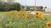 Blomsterstriber er ikke alene pæne i naturen, men hjælper også med at holde liv i insektlivet. 
