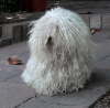 Bichon havanais ligger nummer tre på listen. Her i en meget pelset version. Foto: HCeurope via Wikimedia Commons.