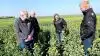 Vinterrapsen tegner godt, og der er store forventninger til alle sorter i demoforsøget på Østergaard Hovedgaard på Salling. Fra venstre produktchef Karl Kudsk, Mollerup Mølle, driftsleder Kristian Bisgaard, agronom Vibeke Fabricius, Nordic Seed og Business Development Manager Søren Lykkegaard Hansen, Dekalb. Fotos: Nordic Seed