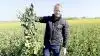 Søren Lykkegaard Hansen kunne ved besøget konstatere, at DK Expansion hos Østergaard Hovedgaard var perfekt trimmet med 4,95 kilo biomasse pr. kvadratmeter. Ifølge engelske forsøg er cirka fem kilo biomasse pr. kvadratmeter ved begyndende blomstring det helt optimale for vinterraps. Her er den nemlig tilpas tæt til at fange alt sollys ved frøfyldning, men er samtidig ikke for kraftig.