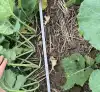 10 cm planteafstand i rækken.