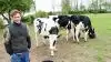 Thomas Hansen fra Højager Holstein ved Rødding, med de tre eksteriør-kvier, der vil kunne ses i forbindelse med Det Sønderjyske Fællesdyrskue. I Aabenraa.