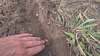 - Da det er no-till og lidt nogle ujævne marker, så er det lidt forskelligt, og nogle ligger lidt øverligt, og nogle ligger lidt nede.