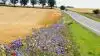 En blomsterstribe i en bornholmsk mark som den tog sig ud sidste sommer. Foto: Bornholm Blomstrer