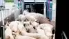 Resultatet i slagtesvineproduktionen faldt i 2018, hvor der var røde tal hos de fleste producenter. Foto: Camilla Bønløkke