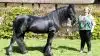 Michelle Knudsen fra stutteri Michak med alderspræsidenten på Roskilde Dyrskue anno 2019 inden for hingstene, den 27 år gamle fellpony, Sjællandspræmiehingsten 2017, Townend Robbie. Foto: Henrik Sieben