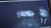 Afsløringer på tysk TV betyder, at tre tyske svineproducenter midlertidigt har fået frataget sine godkendelser og retten til at levere sine grise. Foto:  Skærmbillede fra  ardmediathek.de