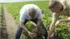 Foto: Syngenta