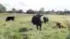 Videobaseret syn vil ifølge Landbrug & Fødevarer være et markant løft af dyrevelfærden ved nødslagtninger, fordi landmanden ikke skal vente på, at dyrlægen møder fysisk op. Arkivfoto 
