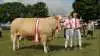 Interbreed – bedste hundyr inden for kødkvæg:
Simmentalerko fra Pilegård Simmetaler i Venslev ved Skibby i Hornsherred. Bedriften ejes af Erik Olsen, der her står med datteren Katrine Olsen. Simmentalerkoen vandt også titlen som publikumsfavorit. Foto: Jesper Hallgren