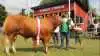 Interbreed – bedste handyr inden for kødkvæg:
Limousinetyr fra Løserupgård ved Jakob Sandholm Hansen (billedet) fra Tuse Næs i Odsherred. Tyren er godt to år og vejer cirka 1.100 kg.
