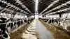 Oosterhof Dairy i Hyllested har 1.500 malkekøer på bedriften. Foto: Oosterhof Dairy