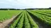 Foto: Djursland Landboforening.