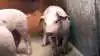 Ifølge en argentinsk-hollandsk undersøgelse får tamgrise lige så meget protein som vildtlevende smågrise, men de halter dog noget bagefter i forhold til en tilsvarende forsyning med fibre og aske. Arkivfoto
