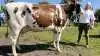 Bedste Holstein, Superko, DRH, yver og ældre: Jan og Bjarne Gravesen, Øster Vandet