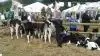 Årets dyrskueevent i Skive, MidtWest Farmshow, er for 14. gang klar med et alsidigt program, hvor dyrskue, børneaktiviteter, produktudstillinger og underholdning går op i en højere enhed i den rette dyrskuestemning – kort sagt en weekend for hele familien og for alle aldersgrupper.