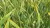 Gulrust har været en væsentlig udfordring især i det østlige Danmark i år. Fotos: AgriKom