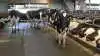 I 2008 blev der indført en national bekæmpelsesplan med ambitionen om at udrydde salmonella dublin – alligevel er det ikke lykkedes at udradere sygdommen i Danmark. Arkivfoto: Line Brusgaard