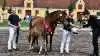 Skuets bedste følhoppe blev den 6-årige New Forest-hoppe Ab Touch of Love udstillet af Asge Nilsson, Glamsbjerg. Her under lykønskningen fra dommer Martin Bloch.


