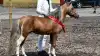 Skuets bedste hingst blev den 4-årige Soesteds Vincent Star Quality af racen Miniature udstillet af Jane Jensen, Årslev

