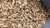 Den Viborg-baserede insektvirksomhed Insectum opdrætter og forarbejder larver af den sorte soldaterflue med henblik på anvendelse som fodermiddel og i foderprodukter. Fotos: Insectum