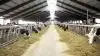 Mælkeproducenter fra hele Europa samles, når der den 25. til 27. juni er EDF-kongres i Sydjylland. Arkivfoto